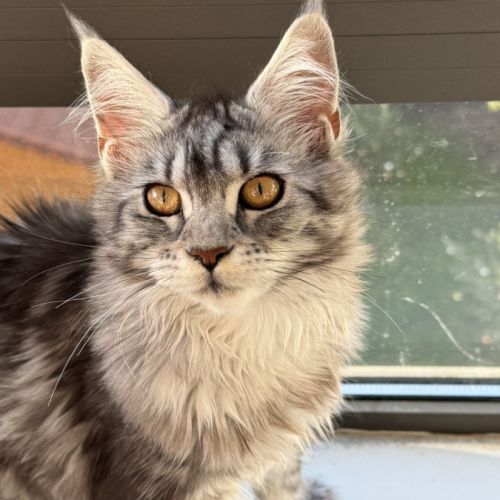 Maine coon femelle loof