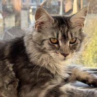 Maine coon femelle loof #1