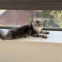 Maine coon femelle loof #2