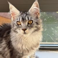 Maine coon femelle loof #0