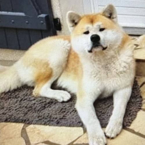 Akita inu cherche panier retraite #0