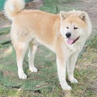 Akita inu cherche panier retraite