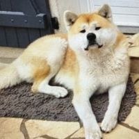 Akita inu cherche panier retraite