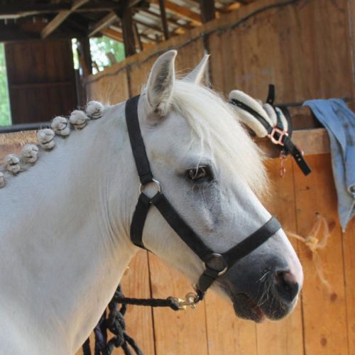 Vigo, le poney aux multiples talents