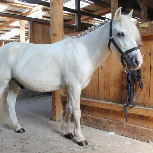 Vigo, le poney aux multiples talents #2