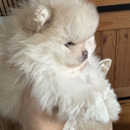 Spitz nain sable mâle