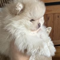 Spitz nain sable mâle