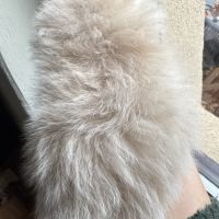 Spitz nain sable mâle #3