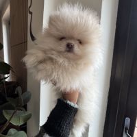 Spitz nain sable mâle