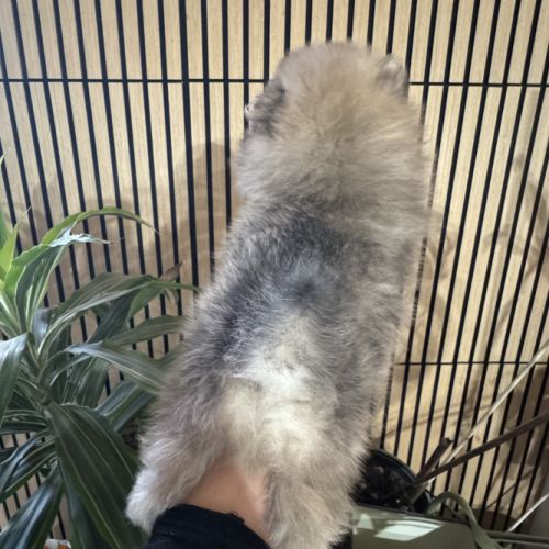 Spitz naine sable charbonnée #1