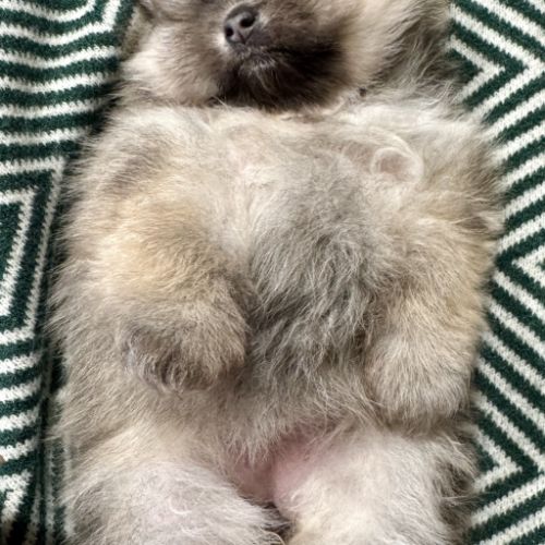 Spitz naine sable charbonnée #2