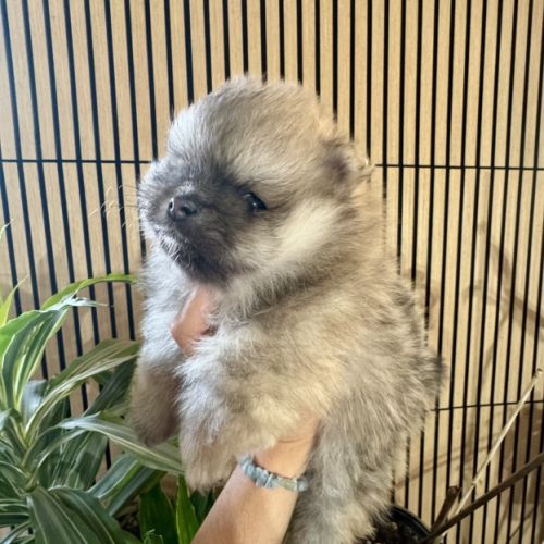 Spitz naine sable charbonnée #3