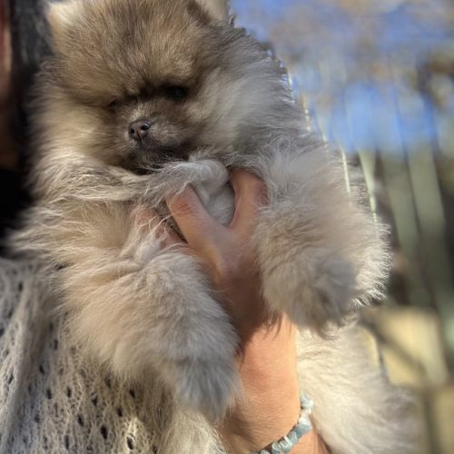 Spitz naine sable charbonnée #2