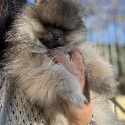 Spitz naine sable charbonnée #3