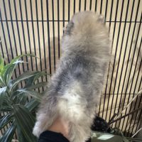 Spitz naine sable charbonnée #1