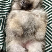 Spitz naine sable charbonnée #2