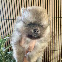 Spitz naine sable charbonnée