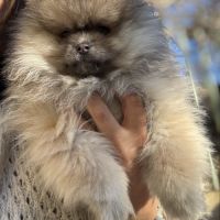 Spitz naine sable charbonnée #0