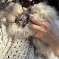 Spitz naine sable charbonnée #4