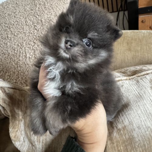 Spitz naine black et silver #2