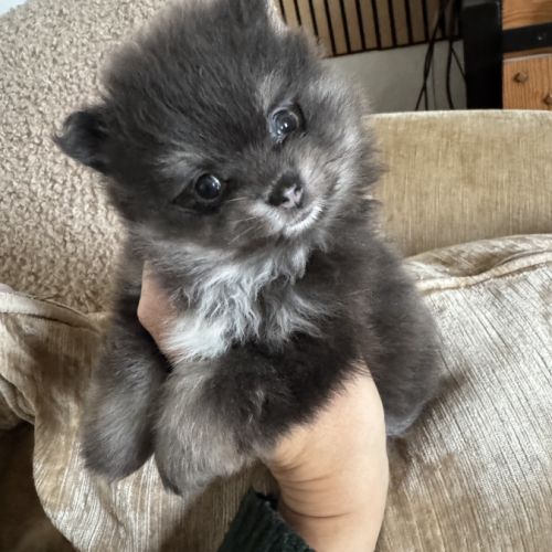 Spitz naine black et silver