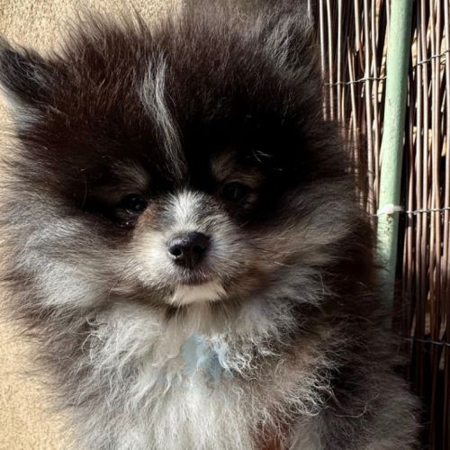 Spitz nain noir et blanc