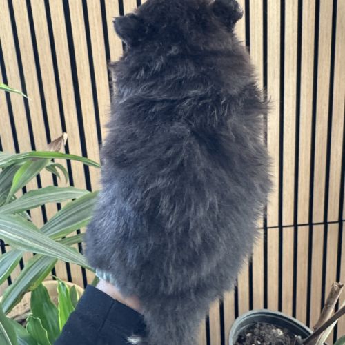 Spitz nain noir et blanc #1