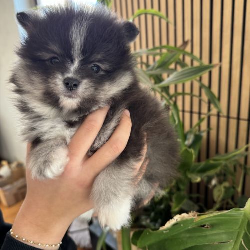 Spitz nain noir et blanc