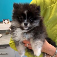 Spitz nain noir et blanc