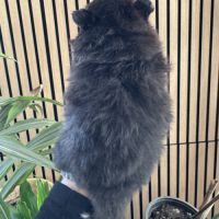 Spitz nain noir et blanc #1