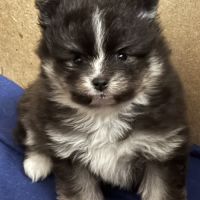 Spitz nain noir et blanc #2