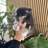 Spitz nain noir et blanc #3