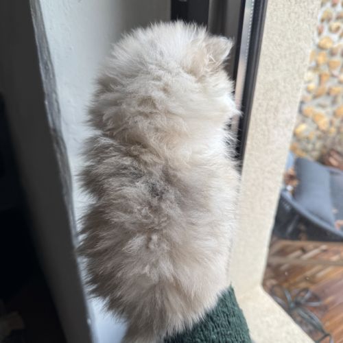 Spitz nain sable et noir #3