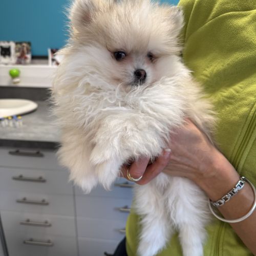 Spitz nain sable et noir #2