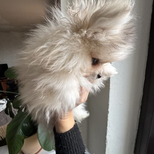 Spitz nain sable et noir #4