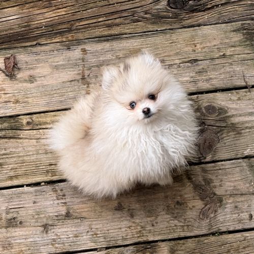 Spitz nain sable et noir