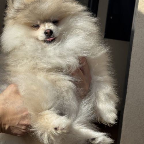 Spitz nain sable et noir