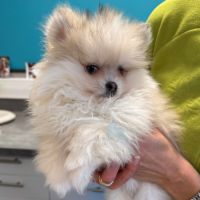 Spitz nain sable et noir