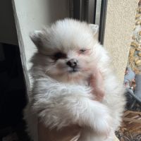 Spitz nain sable et noir