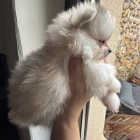 Spitz nain sable et noir #2