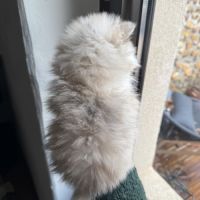 Spitz nain sable et noir #3