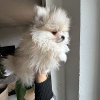 Spitz nain sable et noir #3