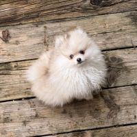 Spitz nain sable et noir