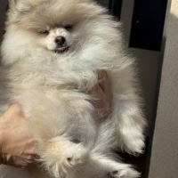 Spitz nain sable et noir