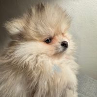 Spitz nain sable et noir #6