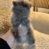 Spitz merle grise et blanche #1