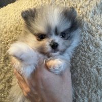 Spitz merle grise et blanche #2