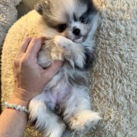 Spitz merle grise et blanche