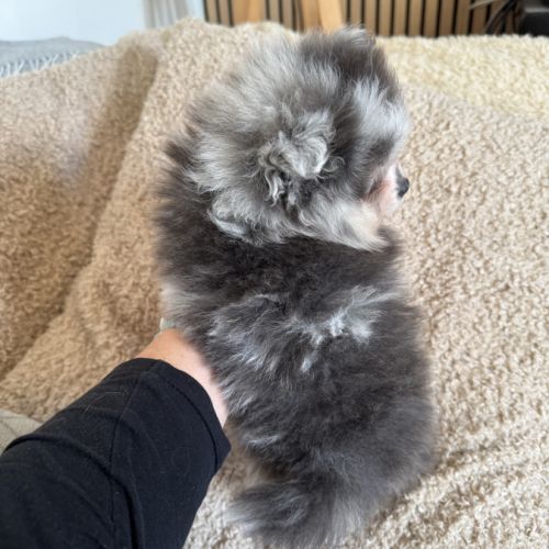 Spitz merle gris et blanc #1