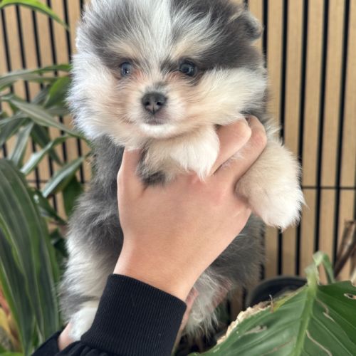 Spitz merle gris et blanc